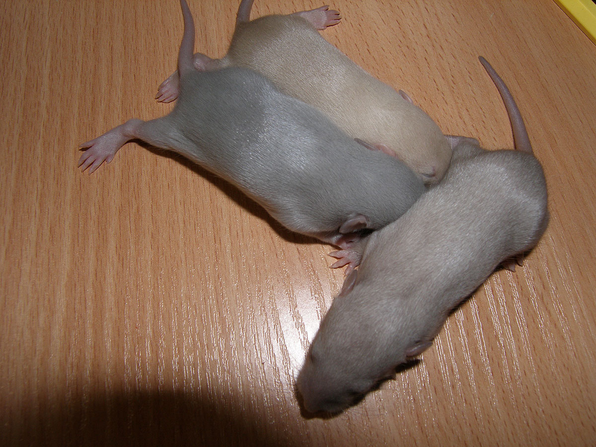 P4233064